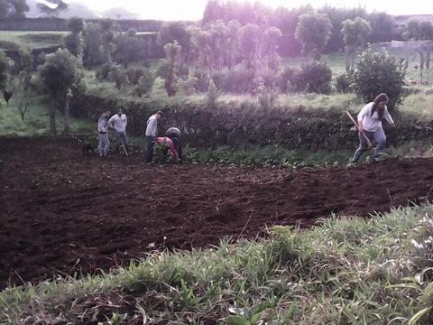 Mobilização do solo, inicio da plantação.